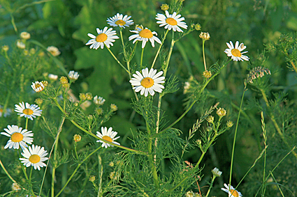 https://www.mugglarportalen.se/images/proxy.php?q=http%3A%2F%2Fgamla.skillingaryd.nu%2FNatur%2F2009%2Fbilder2009%2F090718.sommar.damme.1%2F7-IMG_3469.jpg