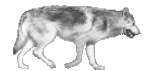 https://www.mugglarportalen.se/images/proxy.php?q=http%3A%2F%2Fi707.photobucket.com%2Falbums%2Fww72%2FDiana_Wolfskill%2FWolfpace.gif