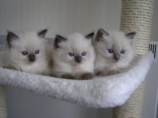 https://www.mugglarportalen.se/images/proxy.php?q=http%3A%2F%2Fimages.cutelittlekittens.com%2Ffiles%2Fimages%2Fragdoll%2Fmias_babies_714.jpg