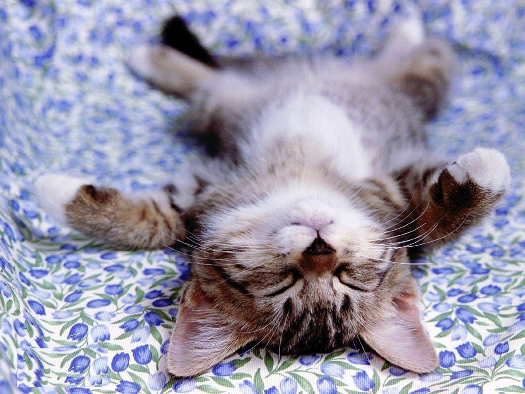 https://www.mugglarportalen.se/images/proxy.php?q=http%3A%2F%2Fimages4.fanpop.com%2Fimage%2Fphotos%2F16200000%2FCute-Little-Kitten-cute-kittens-16288222-1024-768.jpg