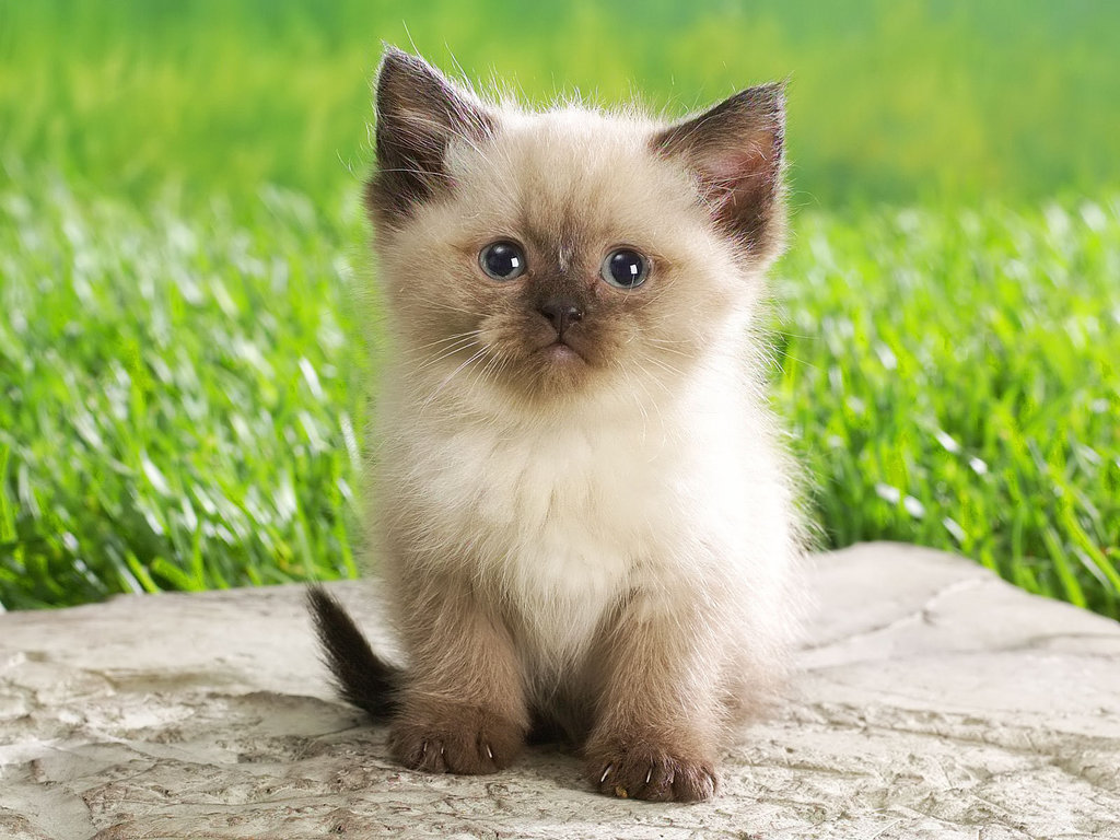 https://www.mugglarportalen.se/images/proxy.php?q=http%3A%2F%2Fimages4.fanpop.com%2Fimage%2Fphotos%2F16700000%2FCute-Kitten-babies-pets-and-animals-16731266-1024-768.jpg