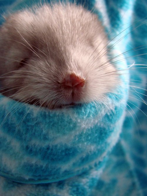 https://www.mugglarportalen.se/images/proxy.php?q=http%3A%2F%2Fimages4.fanpop.com%2Fimage%2Fphotos%2F24100000%2FCute-Pictures-of-Chinchillas-chinchilla-24174714-500-667.jpg