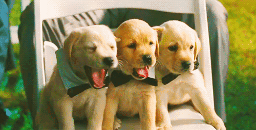 https://www.mugglarportalen.se/images/proxy.php?q=http%3A%2F%2Fimages5.fanpop.com%2Fimage%2Fphotos%2F26300000%2FDog-Gif-animals-26334514-500-255.gif