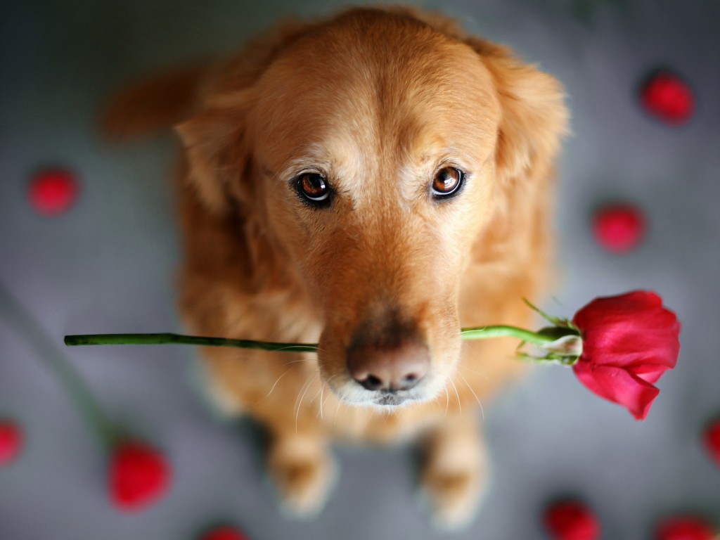 https://www.mugglarportalen.se/images/proxy.php?q=http%3A%2F%2Fimages6.fanpop.com%2Fimage%2Fphotos%2F33600000%2FCute-Dog-dogs-33698322-1024-768.jpg