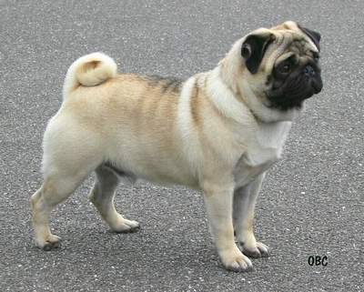 https://www.mugglarportalen.se/images/proxy.php?q=http%3A%2F%2Flitenhund.se%2Fwp-content%2Fuploads%2F2012%2F08%2Fmops.jpg