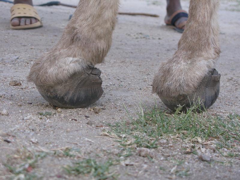 https://www.mugglarportalen.se/images/proxy.php?q=http%3A%2F%2Fwww.awaretrust.org%2Fimg%2Fovergrown%2520hooves.jpg