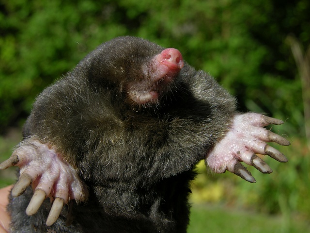 https://www.mugglarportalen.se/images/proxy.php?q=http%3A%2F%2Fwww.biopix.net%2Fphotos%2Ftalpa-europaea-00001.jpg
