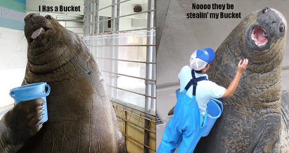 https://www.mugglarportalen.se/images/proxy.php?q=http%3A%2F%2Fwww.ihasabucket.com%2Fimages%2Fwalrus_bucket.jpg