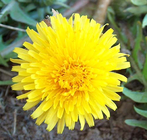 https://www.mugglarportalen.se/images/proxy.php?q=http%3A%2F%2Fwww.lesc.se%2F%7Ewschedin%2Fgarden%2Fblommor2%2Fmaskros-03-05-07.jpg
