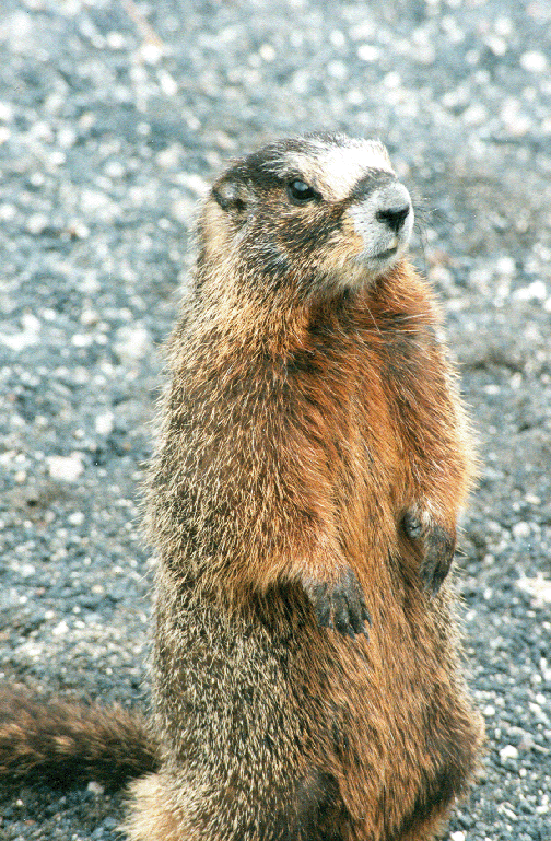 https://www.mugglarportalen.se/images/proxy.php?q=http%3A%2F%2Fwww.moochermarmots.com%2Fimages%2Fmarmot.gif