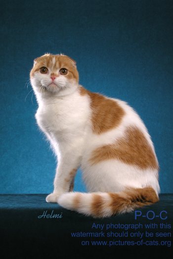 https://www.mugglarportalen.se/images/proxy.php?q=http%3A%2F%2Fwww.pictures-of-cats.org%2Fimages%2Fscottish-fold-cat-TIPEAR-CANOE-s.jpg