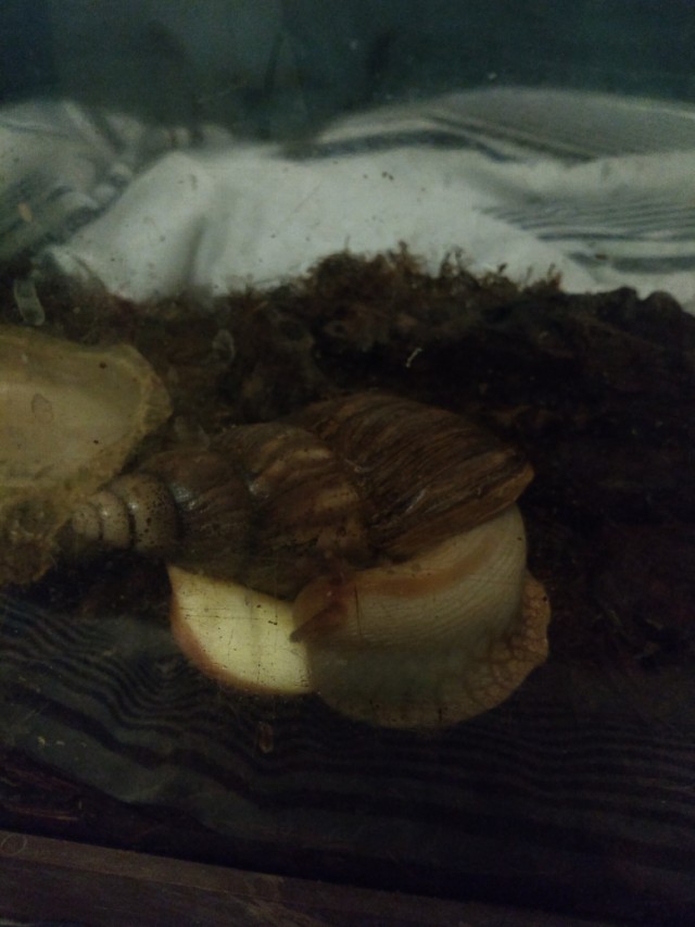 https://www.mugglarportalen.se/images/proxy.php?q=https%3A%2F%2F64.media.tumblr.com%2F3fbc3fd3702c93ae072dd2773e57377e%2F834ae1373c84bfbe-ca%2Fs640x960%2Fdd4e9c647780c2cb2112ed81c76d8e827952e456.jpg