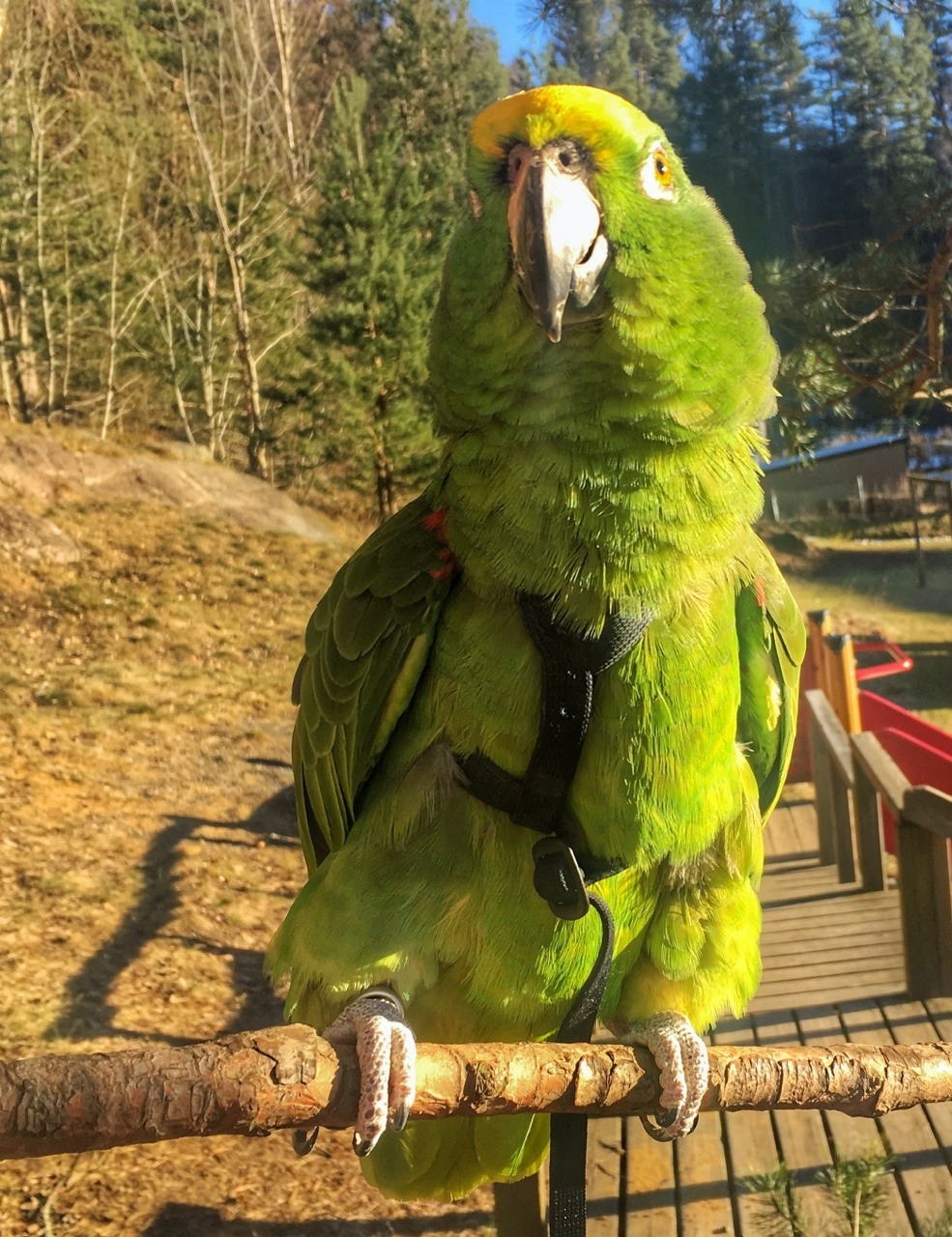 https://www.mugglarportalen.se/images/proxy.php?q=https%3A%2F%2F66.media.tumblr.com%2F31b14be4d7427bff6d12547f6f71bd92%2Ftumblr_pnnbp7Kain1sppe1to4_1280.jpg