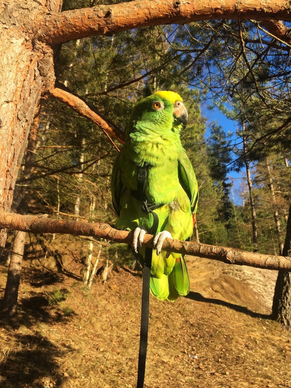 https://www.mugglarportalen.se/images/proxy.php?q=https%3A%2F%2F66.media.tumblr.com%2F3a4f30444ee78851311b60cf615eadd1%2Ftumblr_pnnbp7Kain1sppe1to9_1280.jpg
