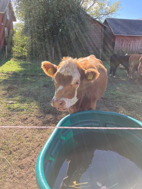 https://www.mugglarportalen.se/images/proxy.php?q=https%3A%2F%2Fi.ibb.co%2FnfZGpV6%2Fmoo-moo.jpg
