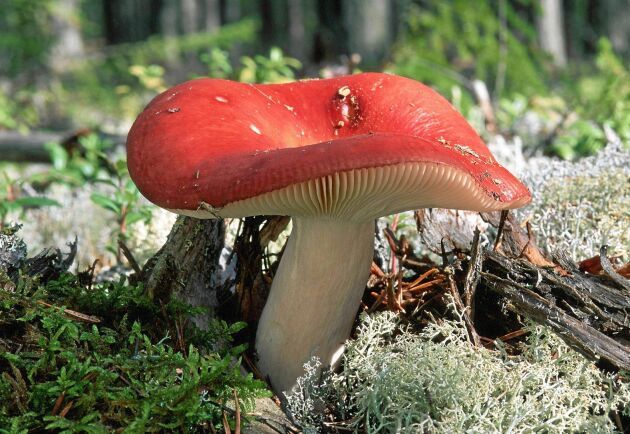 https://www.mugglarportalen.se/images/proxy.php?q=https%3A%2F%2Fi.pinimg.com%2F736x%2Fa2%2F22%2F02%2Fa22202aadfdef46073c503b62e2877c4.jpg