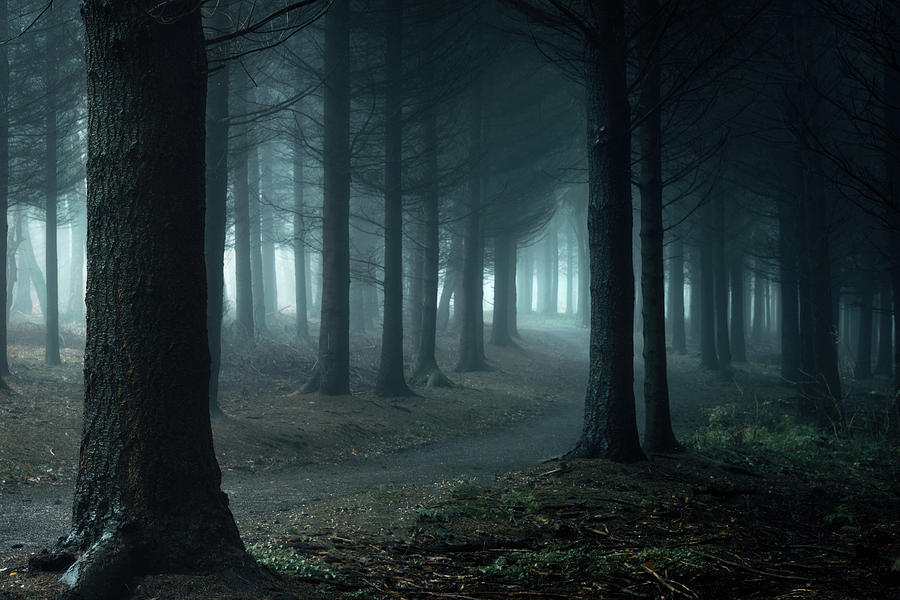 https://www.mugglarportalen.se/images/proxy.php?q=https%3A%2F%2Fimages.fineartamerica.com%2Fimages%2Fartworkimages%2Fmediumlarge%2F2%2Fforbidden-forest-inge-bovens.jpg