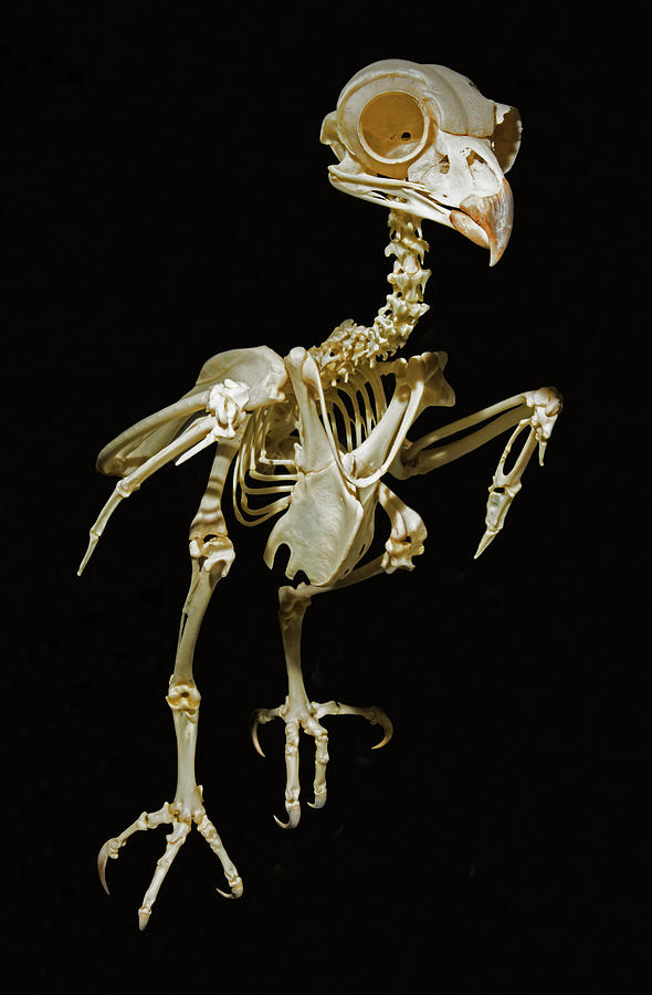 https://www.mugglarportalen.se/images/proxy.php?q=https%3A%2F%2Fimages.fineartamerica.com%2Fimages%2Fartworkimages%2Fmediumlarge%2F2%2Fhorned-owl-skeleton-millard-h-sharp.jpg