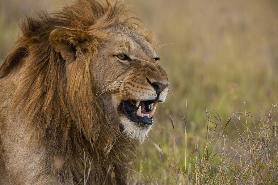 https://www.mugglarportalen.se/images/proxy.php?q=https%3A%2F%2Fimages.fineartamerica.com%2Fimages-medium-large-5%2Fmale-lion-snarling-in-ol-pejeta-ian-cumming.jpg