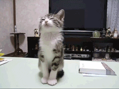 https://www.mugglarportalen.se/images/proxy.php?q=https%3A%2F%2Fmedia.giphy.com%2Fmedia%2FIZW1L19kkaJ4A%2Fgiphy.gif