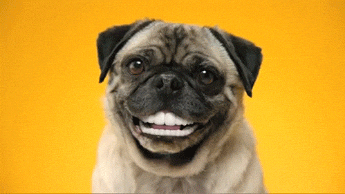 https://www.mugglarportalen.se/images/proxy.php?q=https%3A%2F%2Fmedia.giphy.com%2Fmedia%2FoDLDbBgf0dkis%2Fgiphy.gif