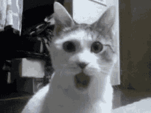 https://www.mugglarportalen.se/images/proxy.php?q=https%3A%2F%2Fmedia.tenor.com%2Fxwp04T_3kLQAAAAM%2Fcat-kitty.gif