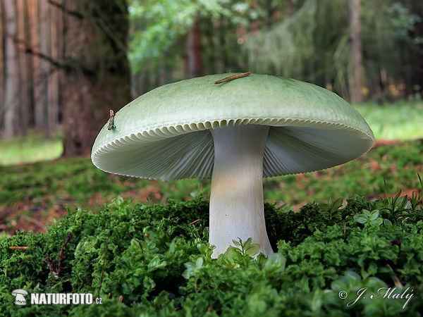 https://www.mugglarportalen.se/images/proxy.php?q=https%3A%2F%2Fwww.naturephoto-cz.com%2Fphotos%2Fmaly%2Fgronkremla-31x_1806.jpg